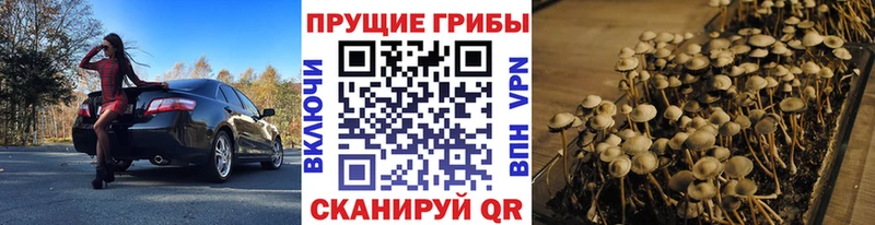 Галлюциногенные грибы Psilocybe Жиздра